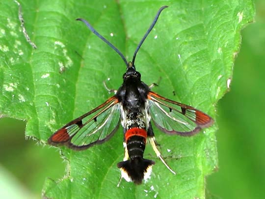 Synanthedon formicaeformis