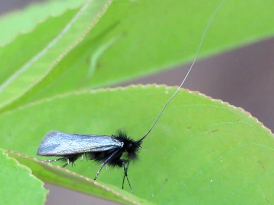 Grüner Langfühler, Adela reaumurella