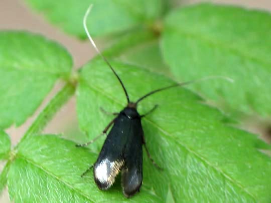 Grüner Langfühler, Adela reaumurella