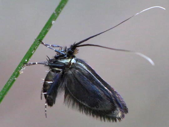 Grüner Langfühler, Adela reaumurella