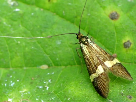 Nemophora degeerella