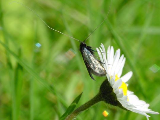 Grüner Langfühler, Adela reaumurella