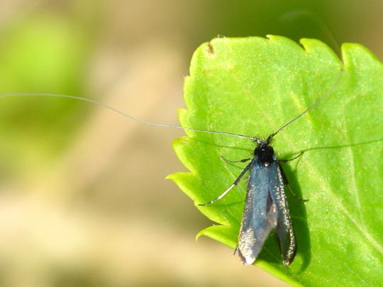 Grüner Langfühler, Adela reaumurella