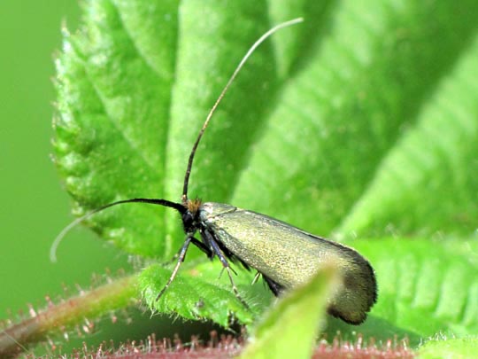 Grüner Langfühler, Adela reaumurella