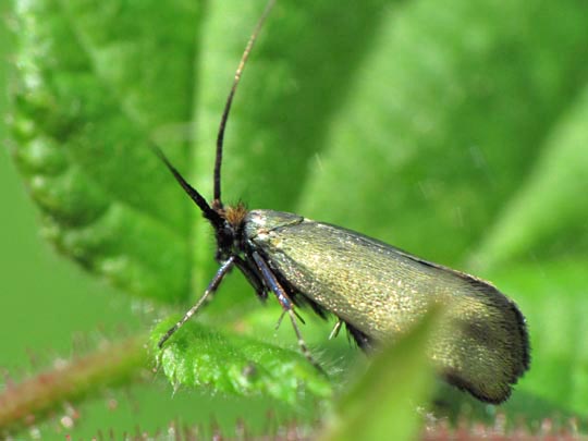 Grüner Langfühler, Adela reaumurella