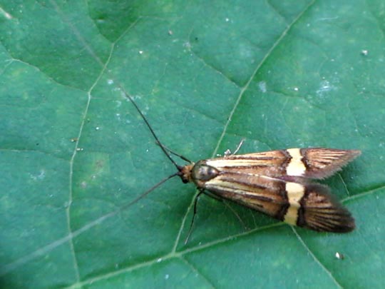 Nemophora degeerella