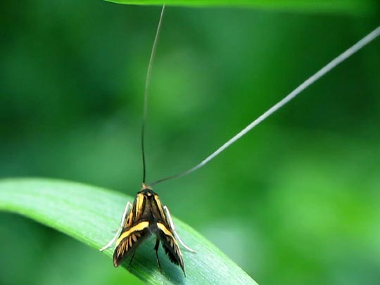 Nemophora degeerella