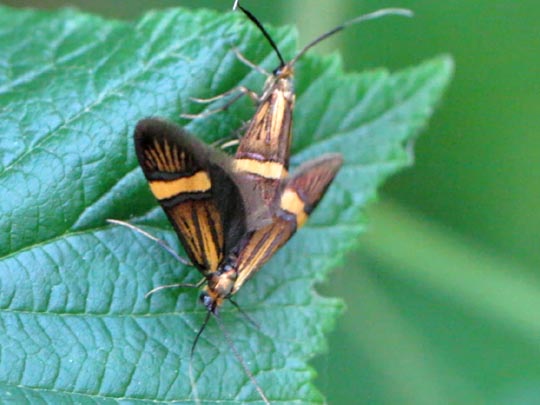 Nemophora degeerella