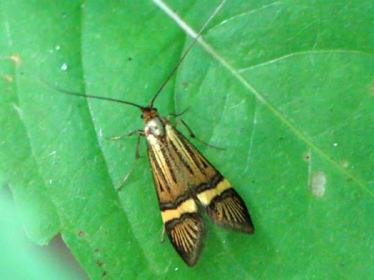 Nemophora degeerella