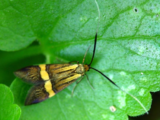 Nemophora degeerella