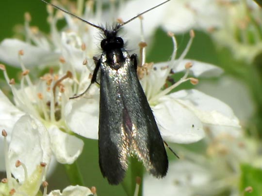 Grüner Langfühler, Adela reaumurella