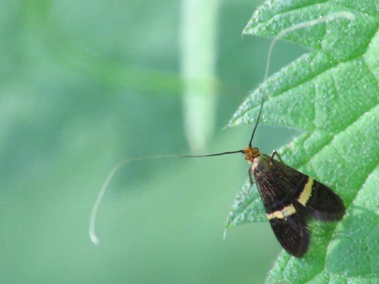 Nemophora degeerella