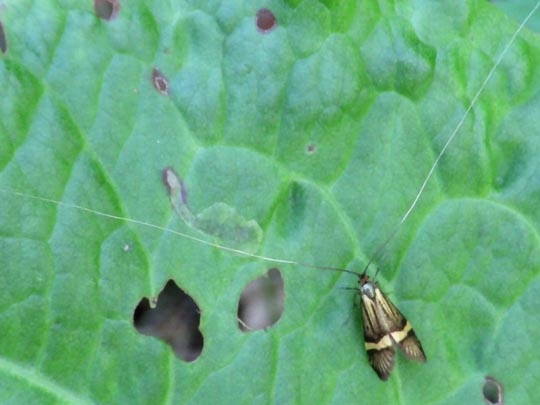 Nemophora degeerella