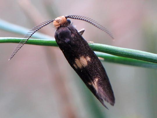 Incurvaria sp.