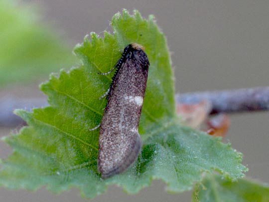 Incurvaria sp.