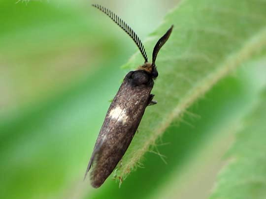 Incurvaria sp.