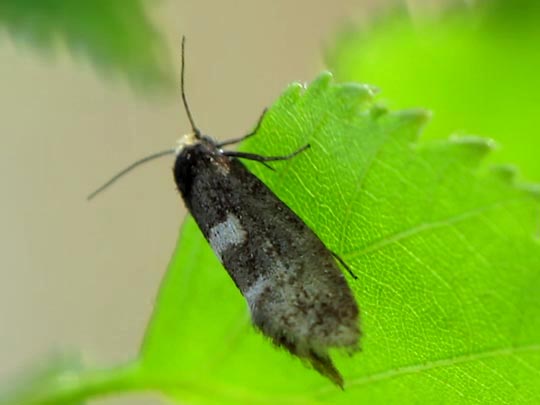 Incurvaria sp.