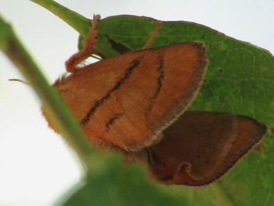 Apoda limacodes, Großer Schneckenspinner