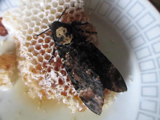 Acherontia atropos, Totenkopfschwärmer