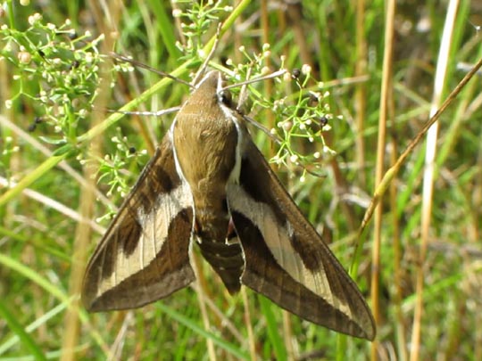 Hyles gallii, Labkrautschwärmer