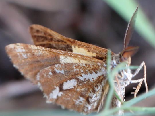 Bupalus piniaria, Kiefernspanner