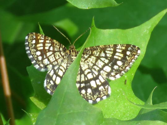 Chiasmia clathrata, Klee-Gitterspanner