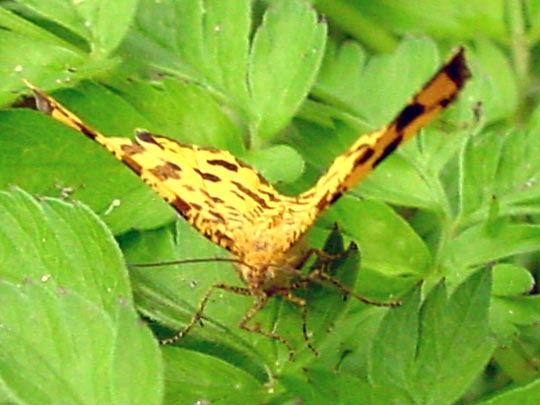 Fleckenspanner, Pseudopanthera macularia