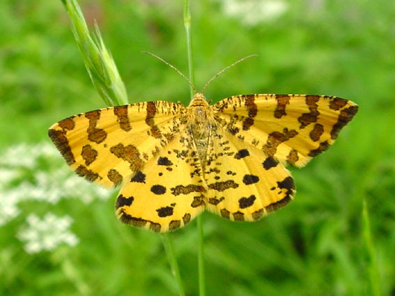 Fleckenspanner, Pseudopanthera macularia