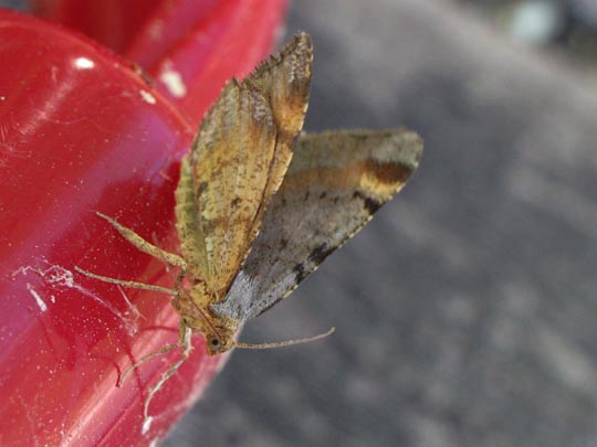 Macaria liturata, Violettgrauer Eckflügelspanner