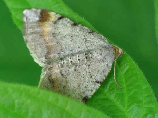 Macaria liturata, Violettgrauer Eckflügelspanner