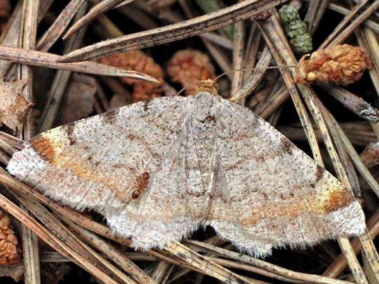 Macaria liturata, Violettgrauer Eckflügelspanner