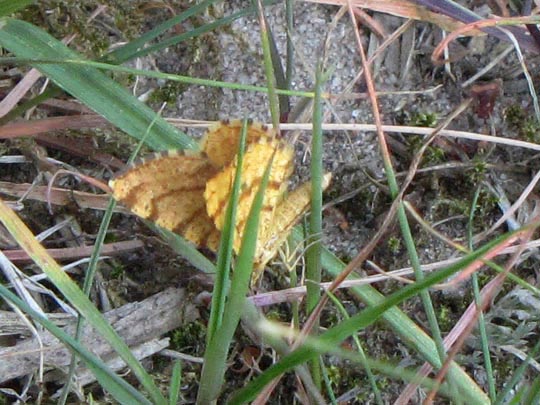 Macaria brunneata, Waldmoorspanner