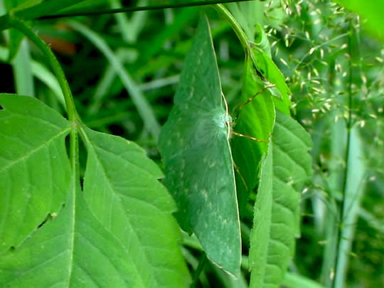 Geometra papilionaria, Grünes Blatt