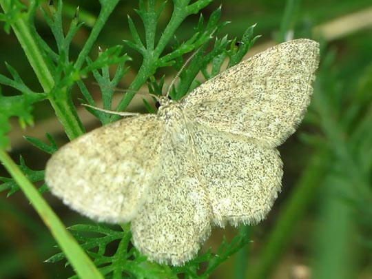 Scopula immorata, Marmorierter Kleinspanner