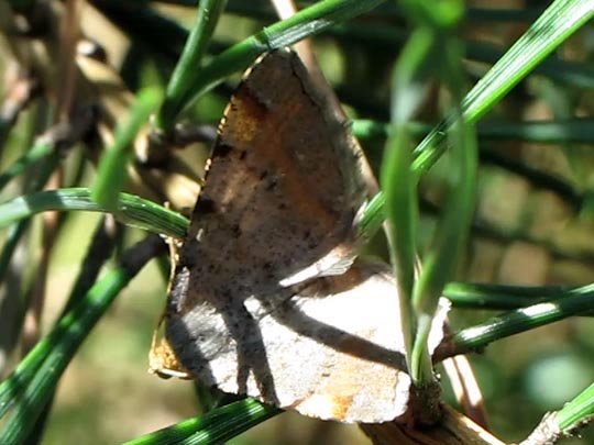 Macaria liturata, Violettgrauer Eckflügelspanner