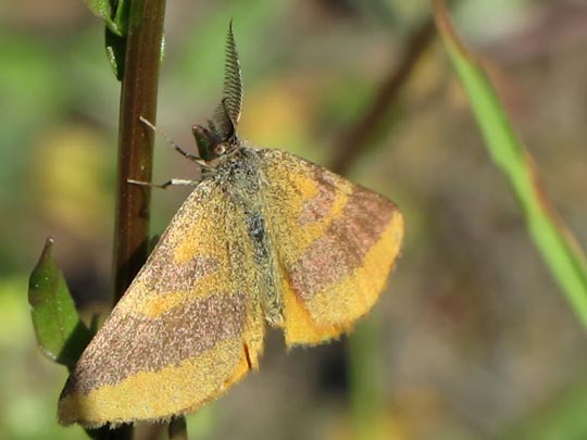 Lythria cruentaria, Ampfer-Purpurspanner