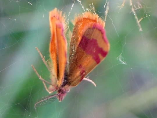 Lythria cruentaria, Ampfer-Purpurspanner