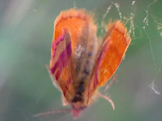 Lythria cruentaria, Ampfer-Purpurspanner