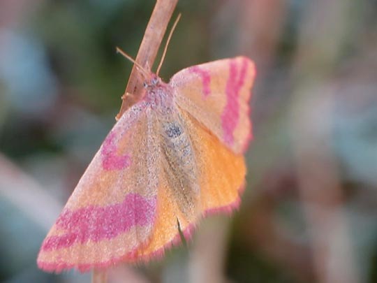 Lythria cruentaria, Ampfer-Purpurspanner