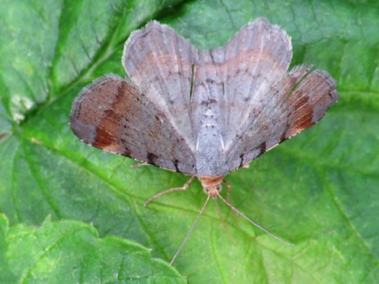 Macaria liturata, Violettgrauer Eckflügelspanner