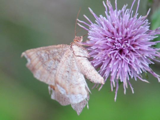 Macaria liturata, Violettgrauer Eckflügelspanner