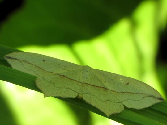 Timandra comae, Ampferspanner