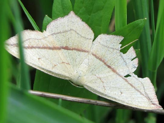 Timandra comae, Ampferspanner