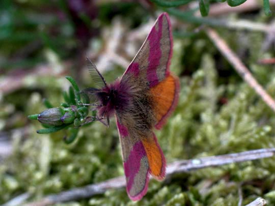 Lythria cruentaria, Ampfer-Purpurspanner