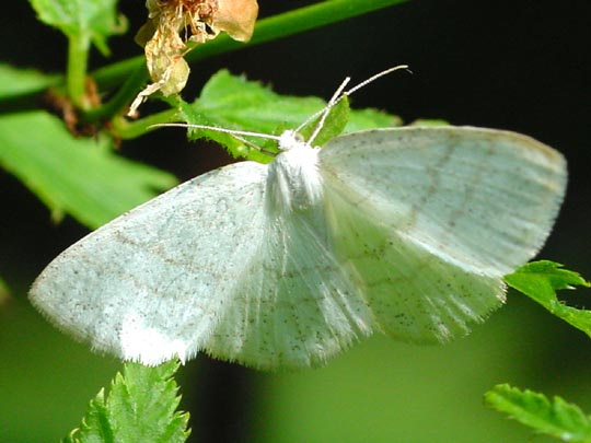 Weißstirn Weißspanner, Cabera pusaria