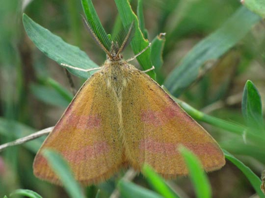 Lythria purpuraria, Knöterich-Purpurspanner