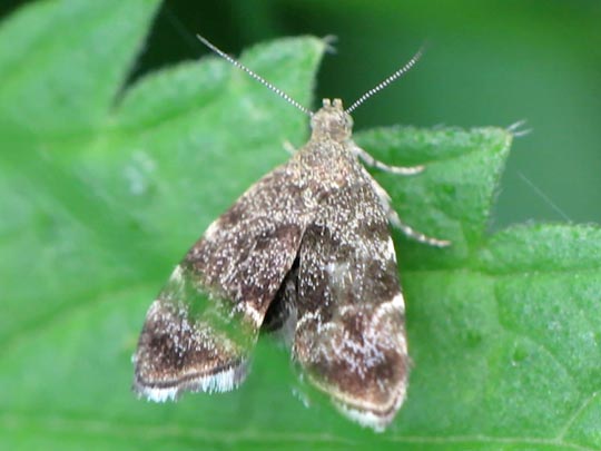 Anthophila fabriciana