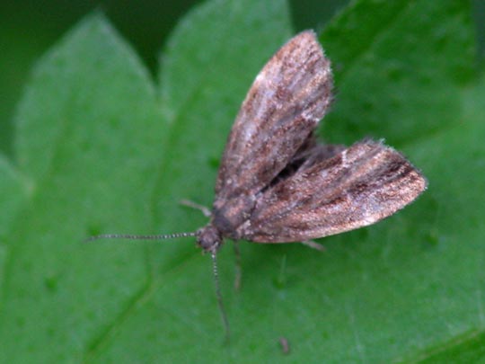 Choreutidae, Spreizflügelfalter