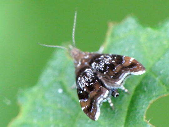 Prochoreutis sehestediana