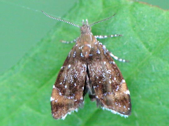 Prochoreutis sehestediana